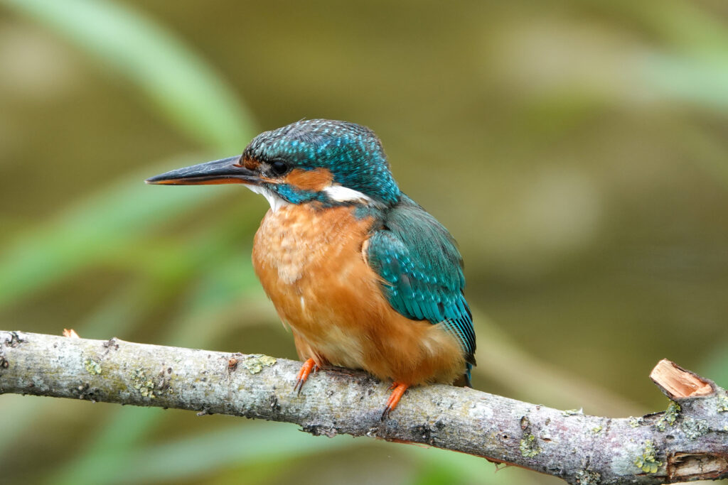 Photo of a common kingfisher on a branche. It has orange feet, belly and cheeks. Black/orange beak and blue/green, wit light blue dots feathers on its head and back of the wings.
