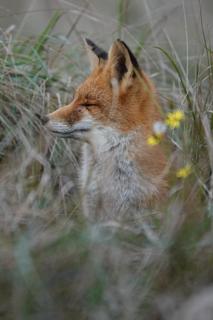Red fox seen from the side, looking to the left, sitting in the high grass with eyes closed. On the right some small yellow flowers.