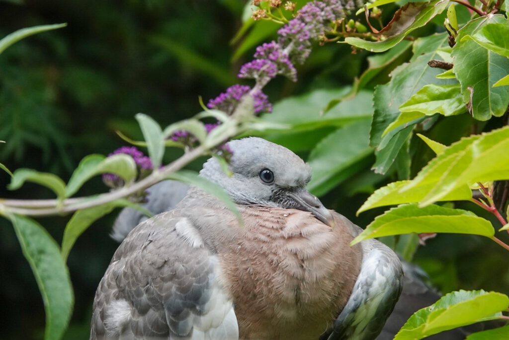 close up photo of juvenile common woodpigeon in the garden, sitting on fence between the leaves of plants. grey head, eyes and beak. Chest light brown and wings grey/white.
