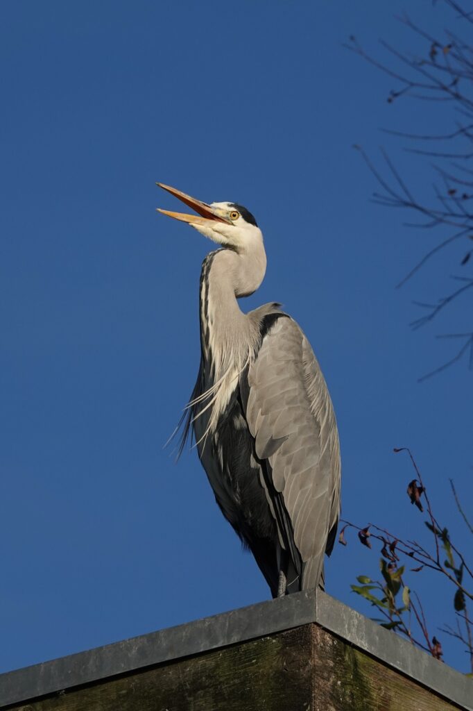 Photo of grey heron standing on top of a pole, with its beak wide open. Looking to left side of camera point 