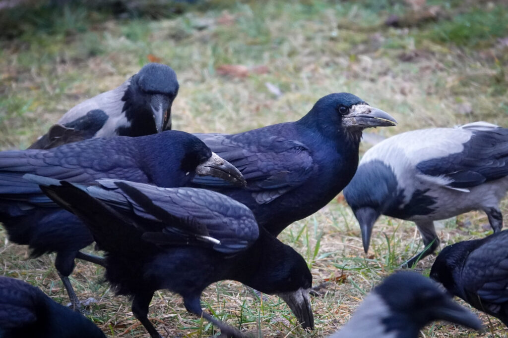 A flock of Rook and Hooded Crow eating on ground in a park in Riga.