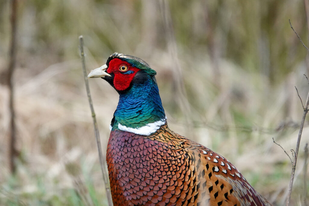 Close up photo of a pheasant head and upper body.  white beak, red cheeks, yellow eye, neck blue and green, white collar and different shades of brown on chest and back.