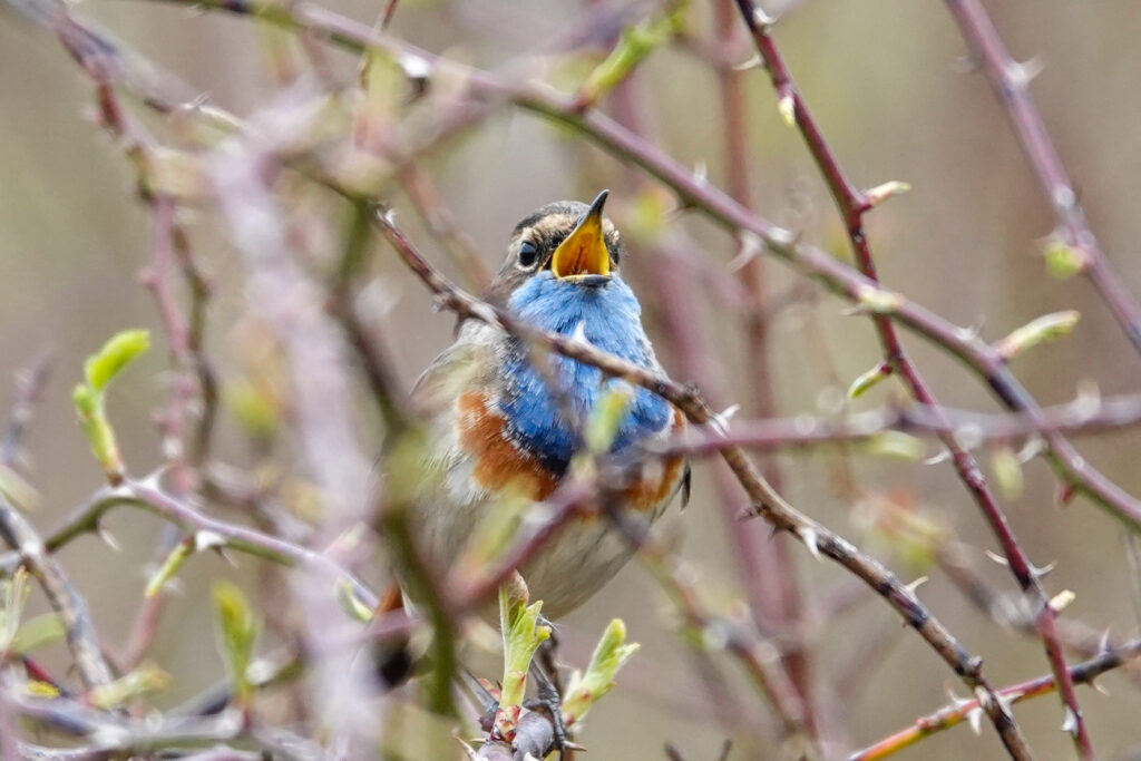 Singing bluethroat seen from the front, hidden between twigs