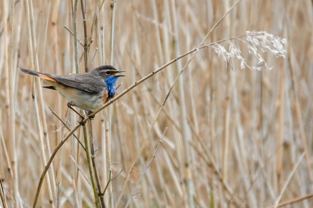 Bluethroat sitting on reed
