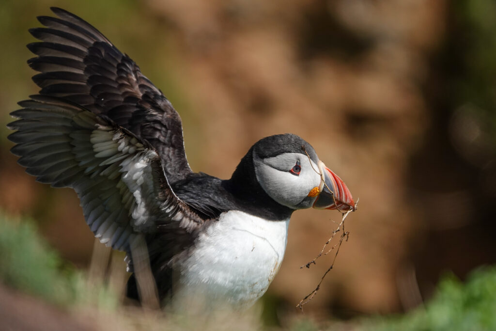 Puffin flapping its wings while carrying a twig