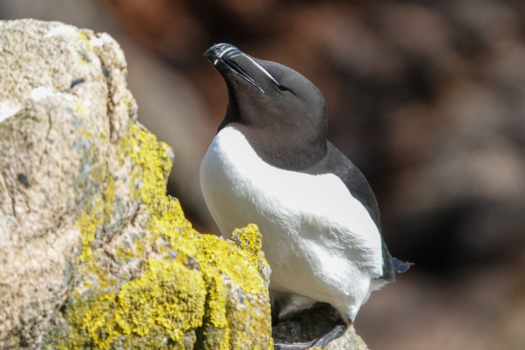 Razorbill on a cliff looking upwards
