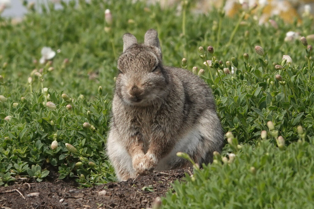 Bunny with eyes closed