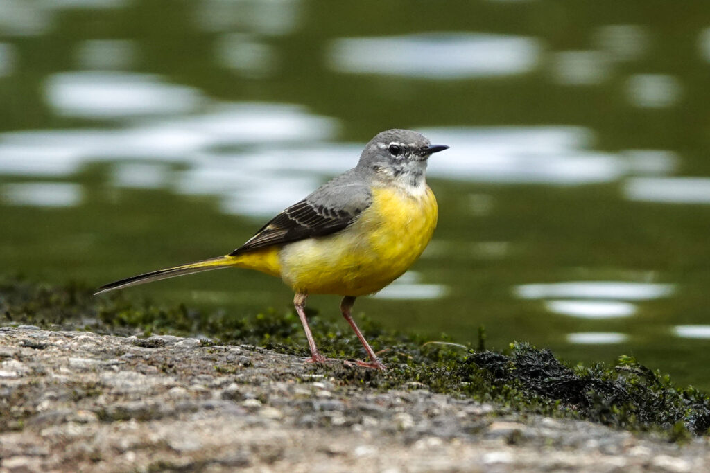 Grey Wagtail on dam in water.