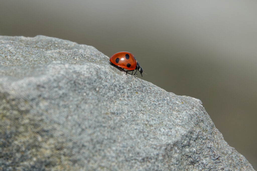 Lady bug on a grey slab of stone