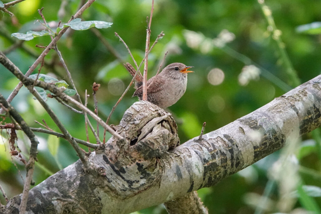 wren on a branch