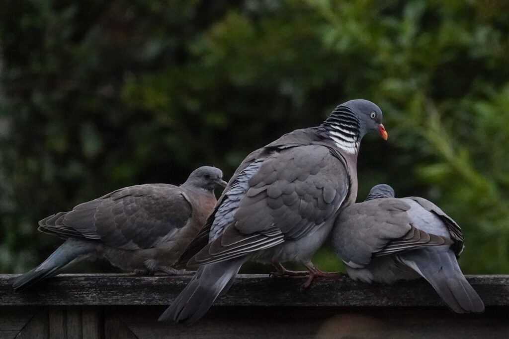 an adult wood pigeon with two juveniles left and right. 