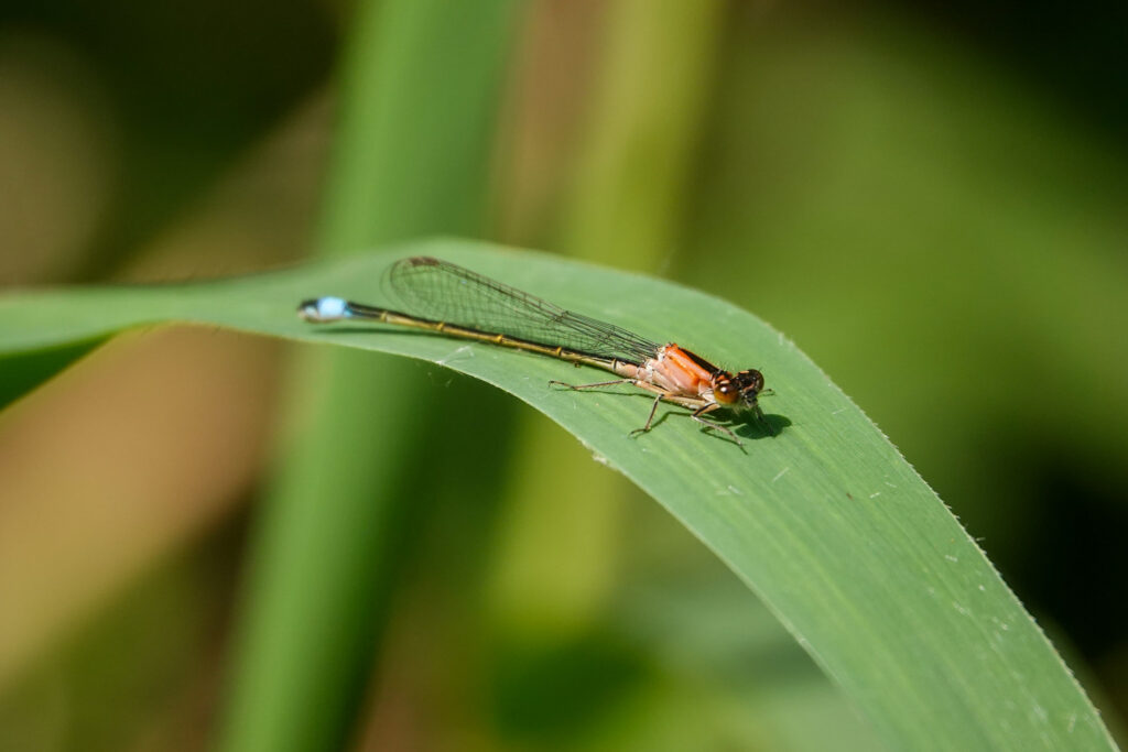 dragonfly on long bended green leave