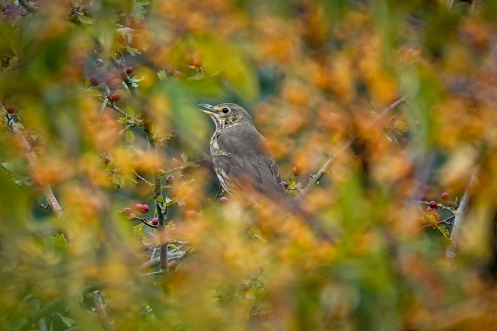 song thrush seen through a gap in branches with yellow leaves