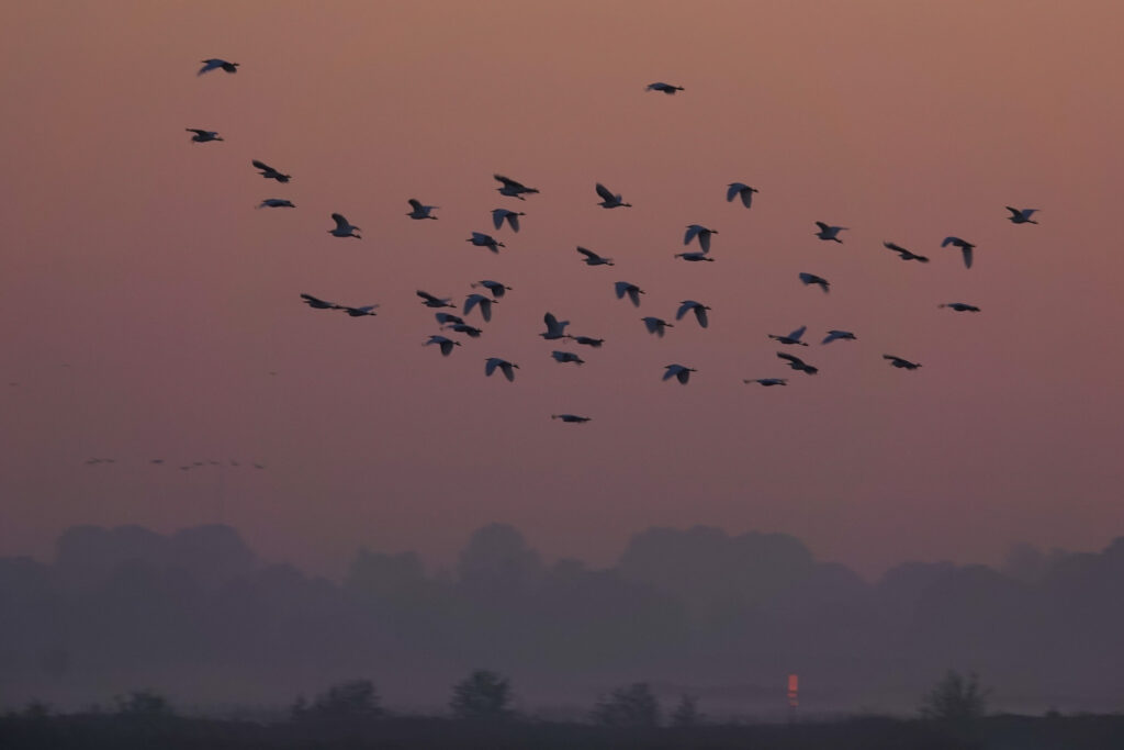 cattle egret formation agains a purple hazed morning sky