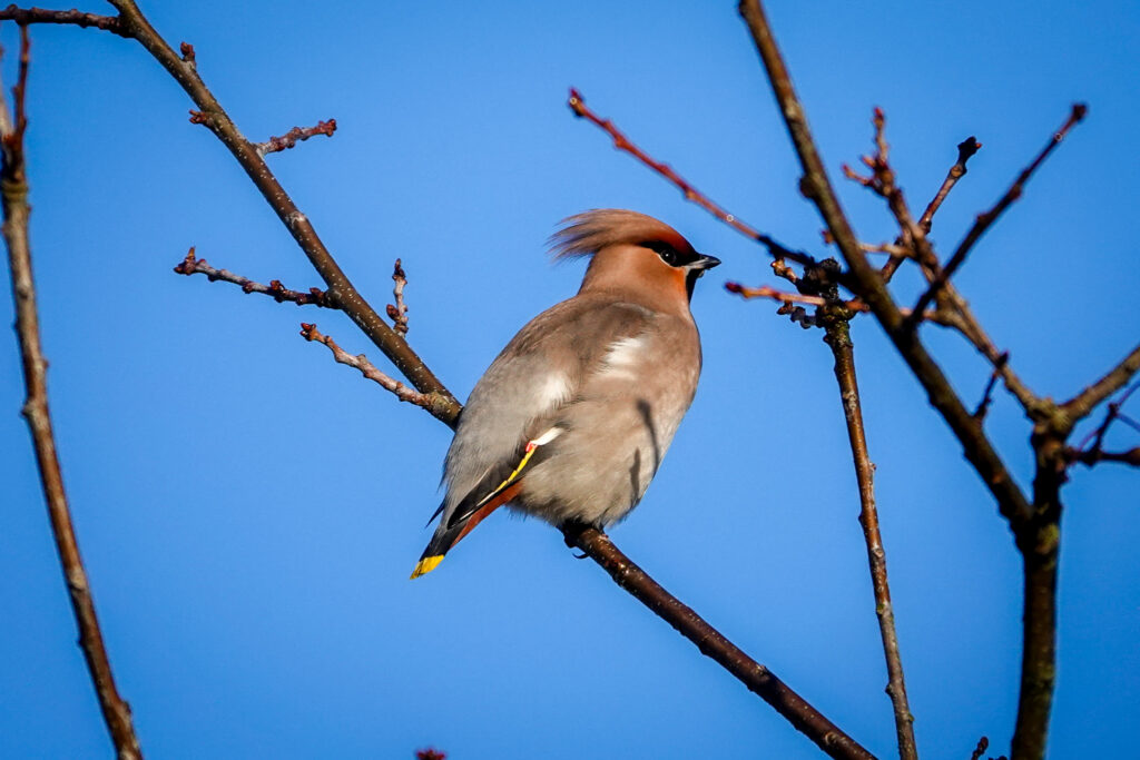 bohemian waxwing in top of a tree.