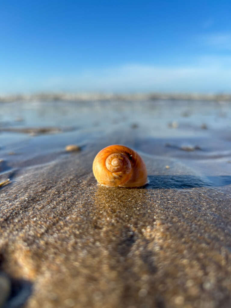 orange shell of a snail on the beach, near the shoreline. surrounded by wet sand. Sea and blue sky in background