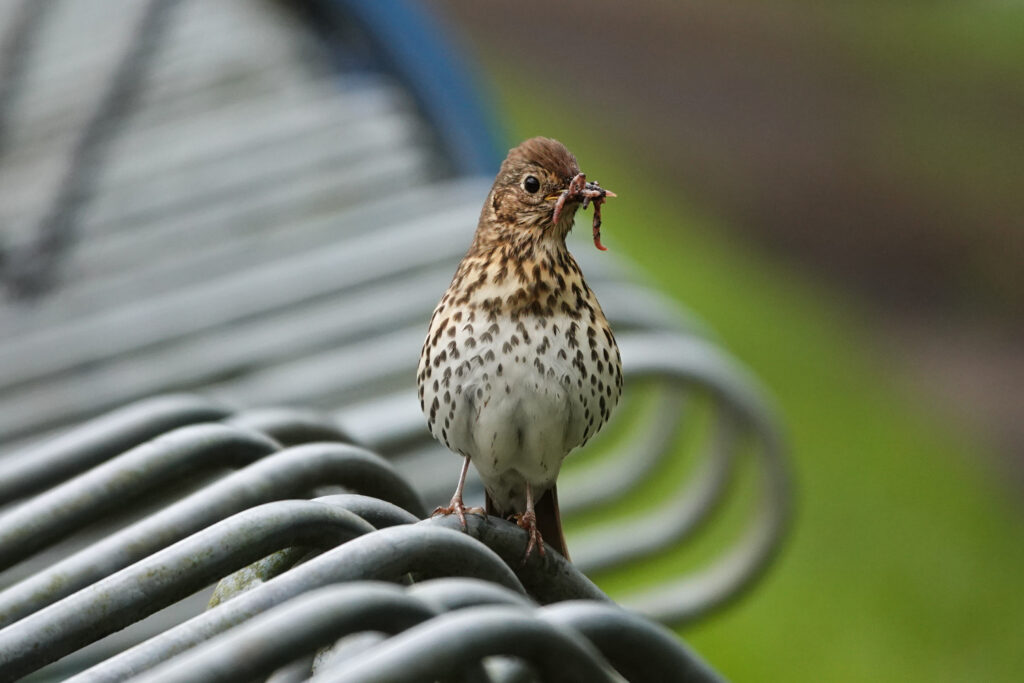 A songtrush sitting on metal profiel of bike parking place, with beak full of worms
