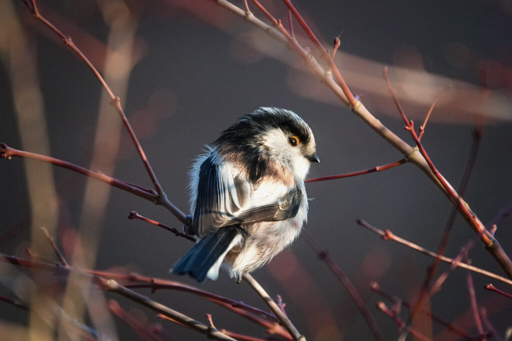 Long-tailed tit seen on the back, with head turned, looking back.