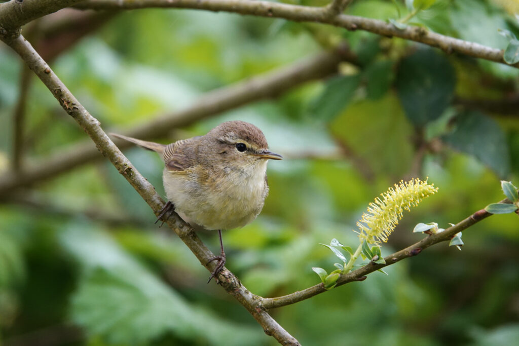 chiffchaf (beige little bird) sitting on a branch in blooming tree.