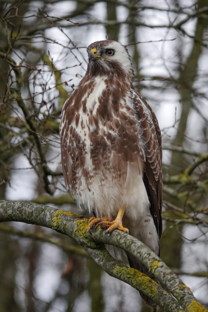 common buzzard sitting in a tree. 