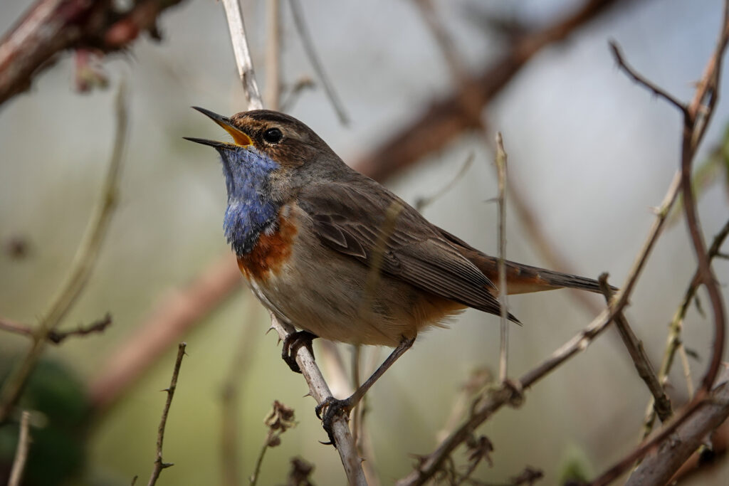 photo of bluetrhoat singing in a bare bush