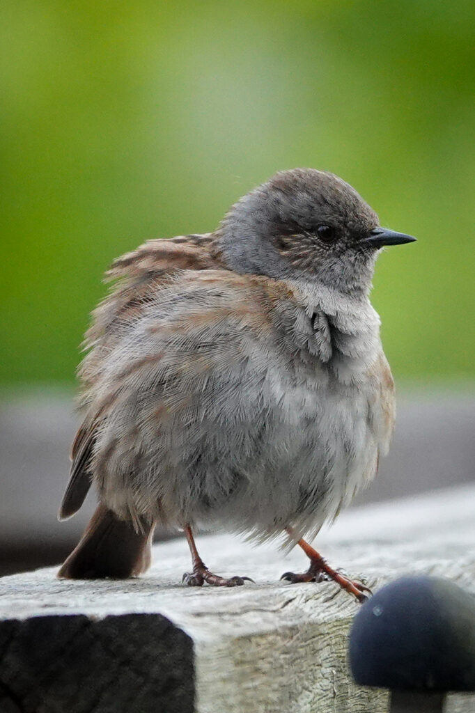 Juvenile fluffy dunnock on a wooden fench
